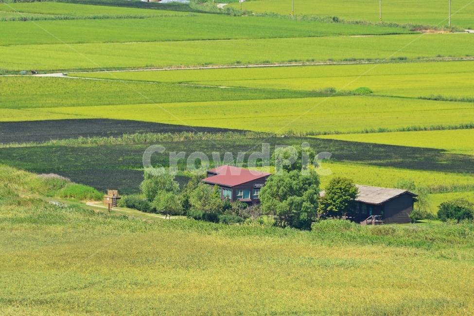 순천,용산전망대,농촌,들녁,빨간집,nature,자연,outdoors,옥외,field,들,농업,농사,agriculture,farming,farming industry