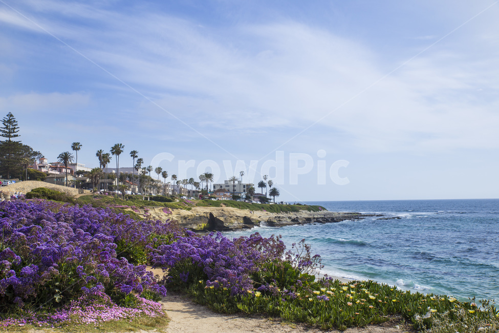 바다,비치,라호야코브,미국,캘리포니아,샌디에고,sandiego,usa,beach,sea,푸른,파란,파랑,물,돌,암석,lajollacove,꽃,보라색,라벤더,flowers