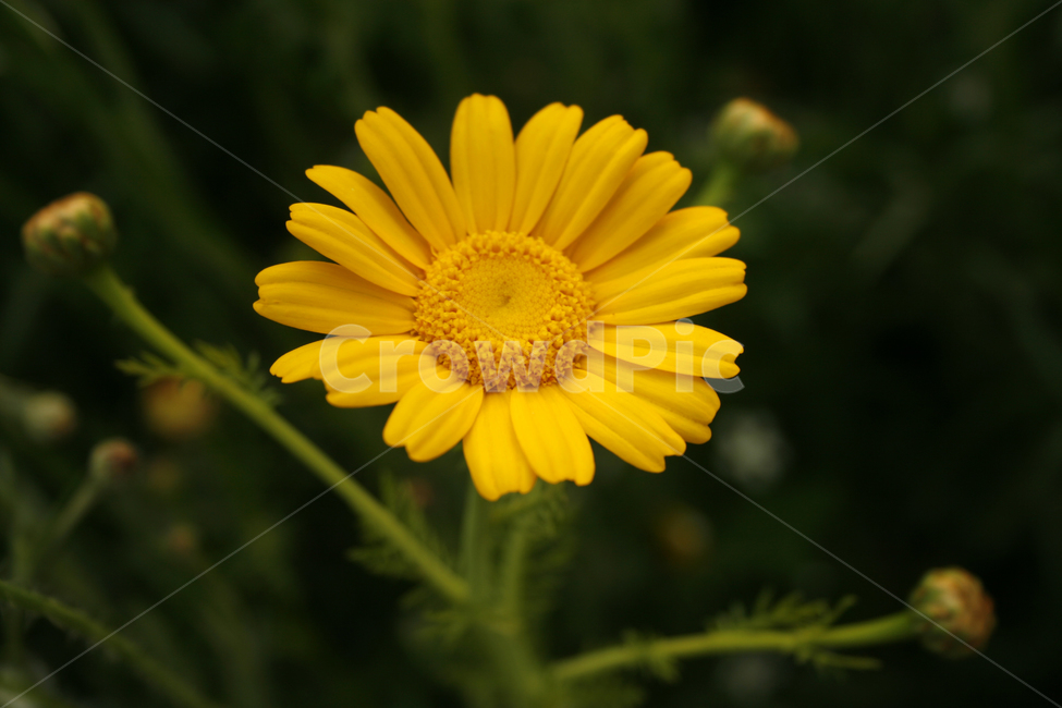 쑷갓꽃,식물,flower,plants,nature,꽃,꽃봉오리,꽃밭,식물,자연,plants,nature,꽃,flower