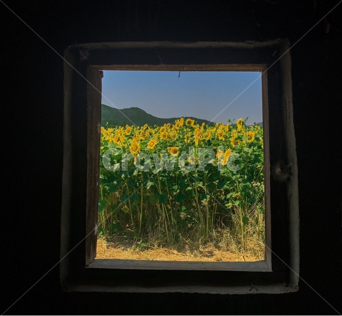 해바라기,감성,배경,꽃,자연