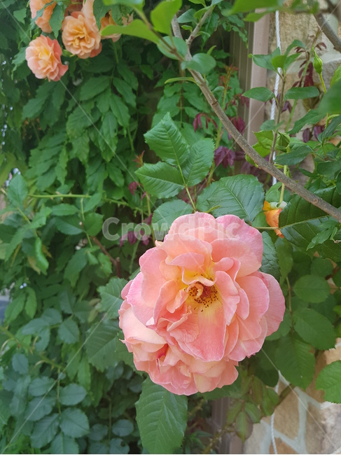 핑크꽃,주황꽃,예쁜꽃,꽃,blossom,장미,rose,flower