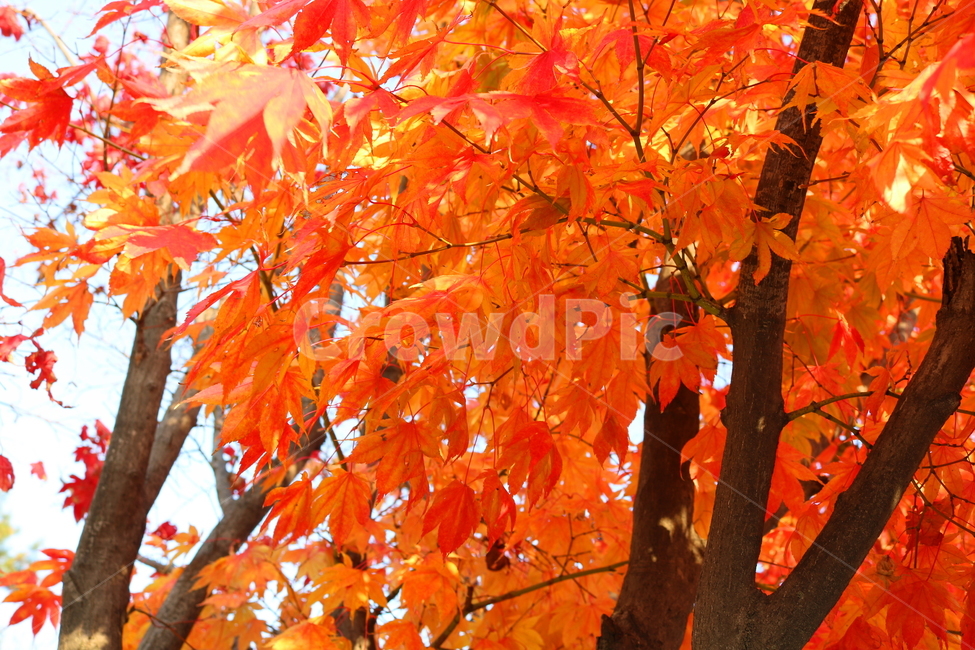 단풍,단풍나무,나무,가을,자연,가을,계절,fall,autumn,season,식물,자연,plants,nature,나무,trees,wood,leaf,잎,plant,tree,maple