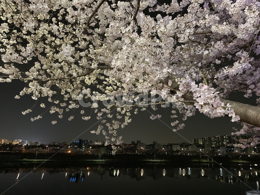 plant,벚꽃,꽃,flower,blossom,밤,봄,계절,spring,season,식물,cherry blossom