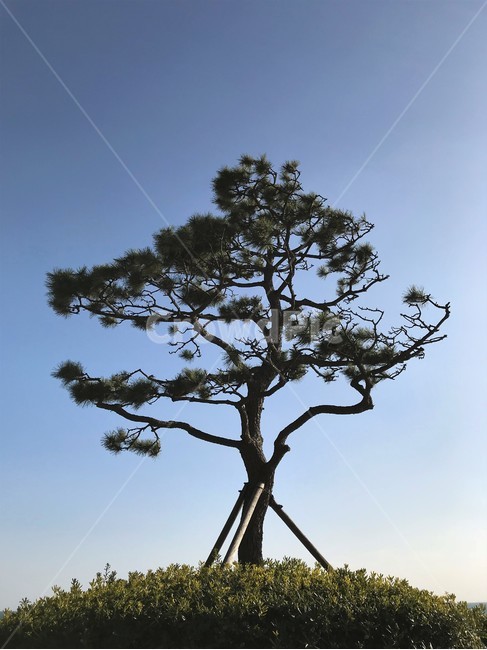 소나무,나무,배경,pinetree,tree,자연,background,식물,자연,plants,nature,나무,trees,wood
