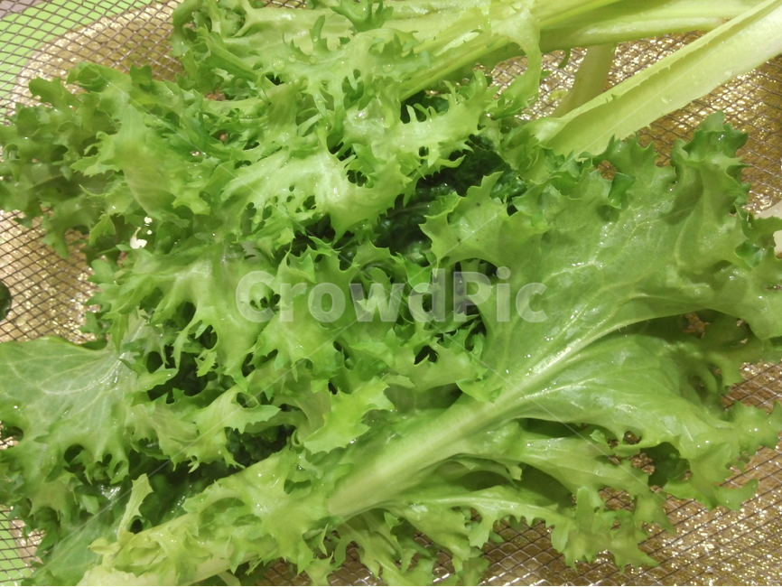 야채,건강,채소,치커리,쌈채소,음식,식재료,요리,food,cook,meal,dishes,food reserves,채소,야채,vegetables