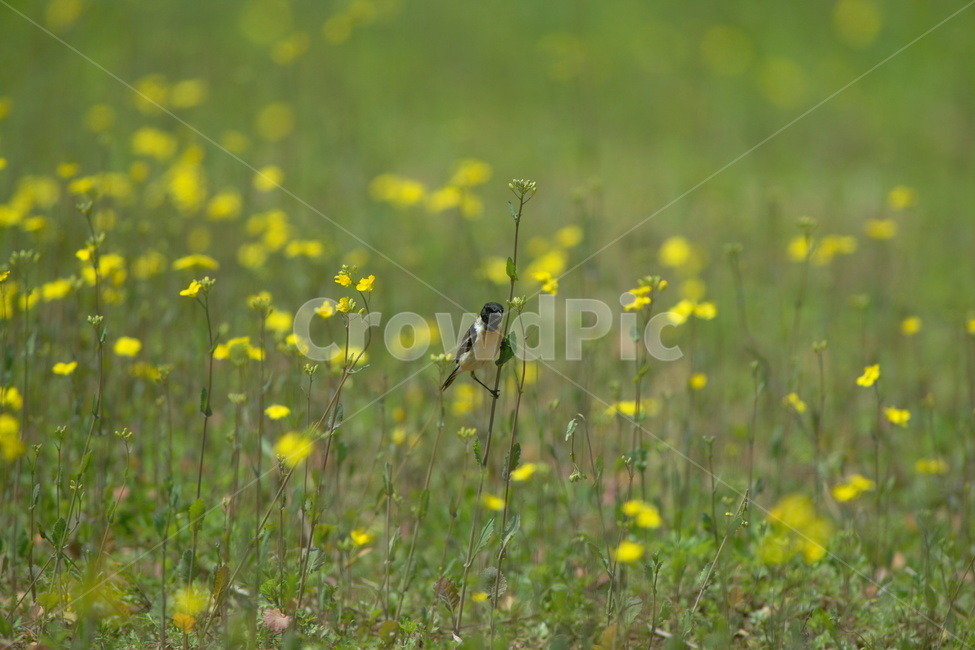 검은딱새,조류,유채,철새,새,동물,animal,조류,새,birds