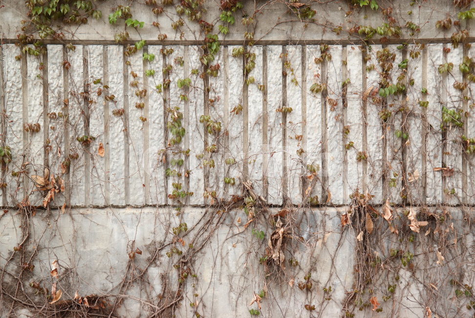 plant,식물,wall,벽,담쟁이,덩쿨