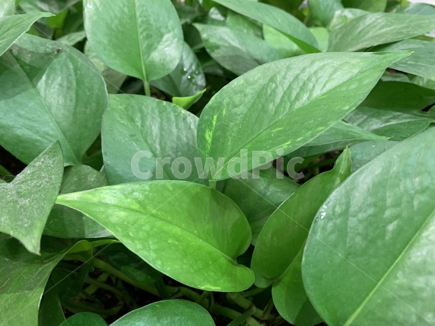 background,beautiful,bright,flora,fresh,freshness,garden,green,growth,leaf,macro,natural,nature,organic,pattern,plant,spring,summer,식물,잎,초록,녹색,청록,식물,자연,plants,nature