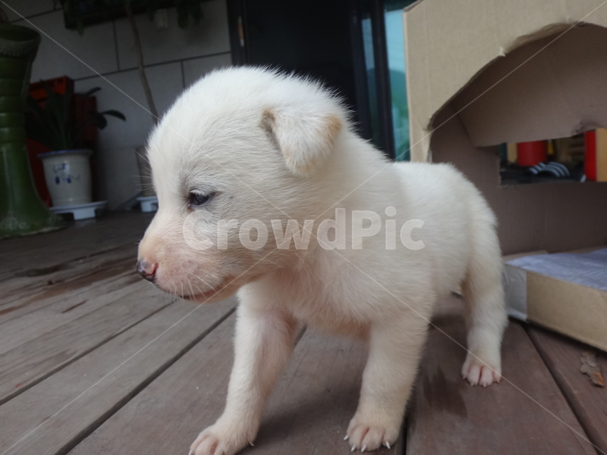 강아지,흰둥이,백구,새끼강아지,팬션,동물,animal,포유류,mammal,개,강아지,dog,doggy