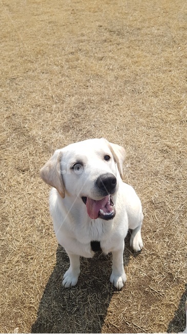 리트리버,래브라도,반려견,개,래브라도리트리버,pet,dog,동물,포유류,mammal,animal,labradorretriever