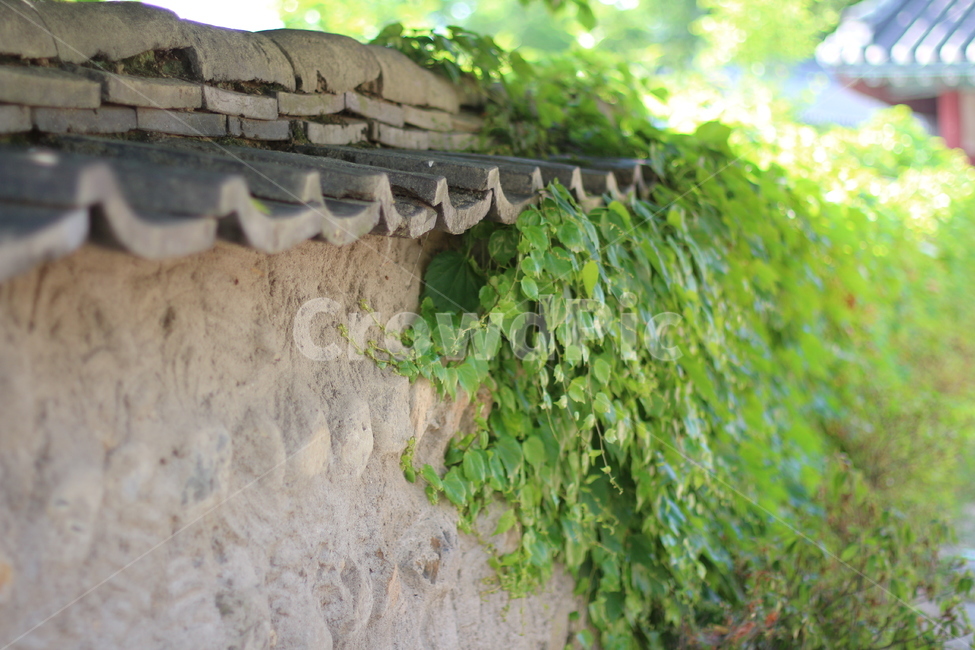 담벼락,넝쿨,경주,기와,여름,고전,식물,자연,plants,nature