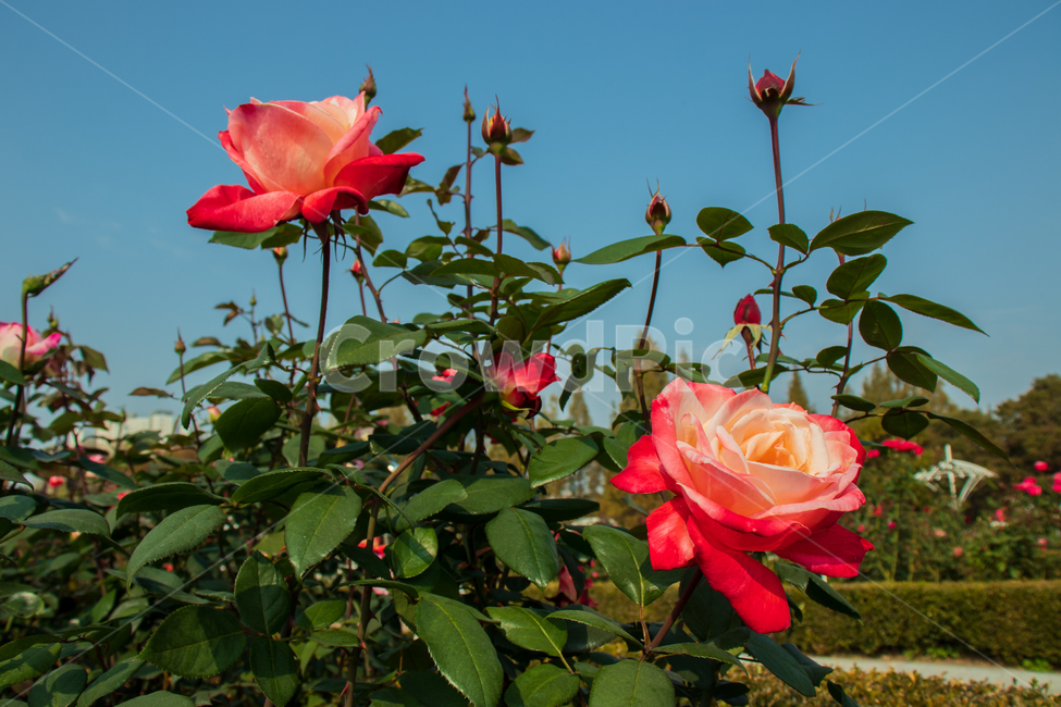 장미,rose,장미꽃,꽃,봄,여름,로즈,들장미,야생장미,식물,자연,꽃잎,잎,만개,만발,야생,하늘,푸른하늘,파란하늘,로맨틱,로맨스,사랑,낭만적인,낭만,아름다움,아름다운,미,공원,야외,정원,뜰,가든,핑크,레드,그라데이션,투톤,투톤컬러,컬러,화이트,flower,flowers,roses,spring,summer,pink,red,white,blue,bluesky,wildrose,plant,nature,natural,bloom,blooming,blossom,romantic,romance,love,garden,petal,beautiful,beauty,green,leaf,leaves,gradation,color,twotone,wild,season,outdoor,outdoors,background