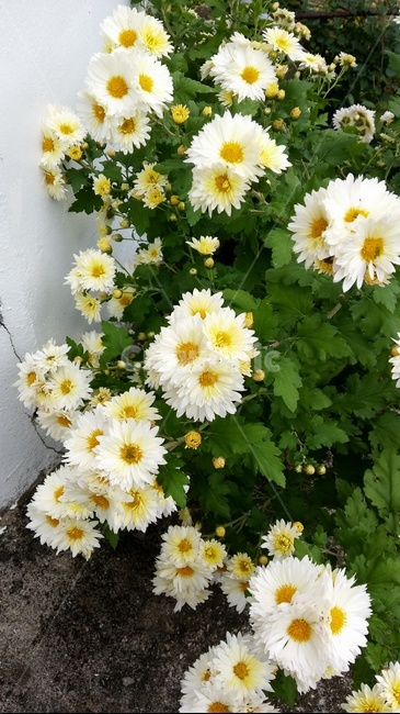 꽃,노란꽃,국화꽃,가을,자연