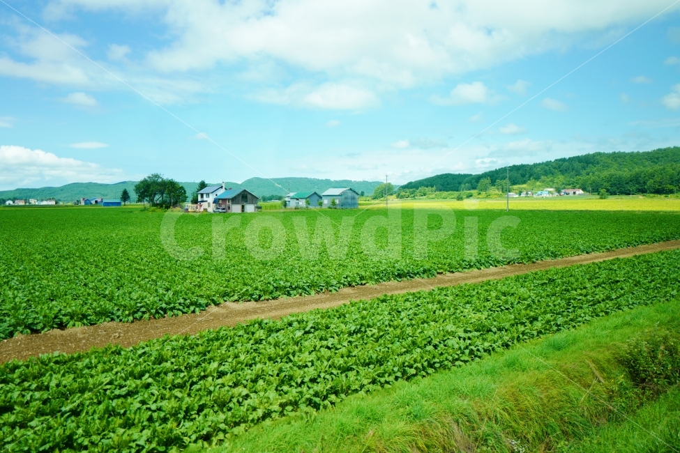 농촌,시골,농작물,밭,시골풍경,채소,농사,농촌풍경,자연,풍경,nature,landscape,시골,마을,country,rural,town,outdoors,옥외,field,들,grassland,목초지