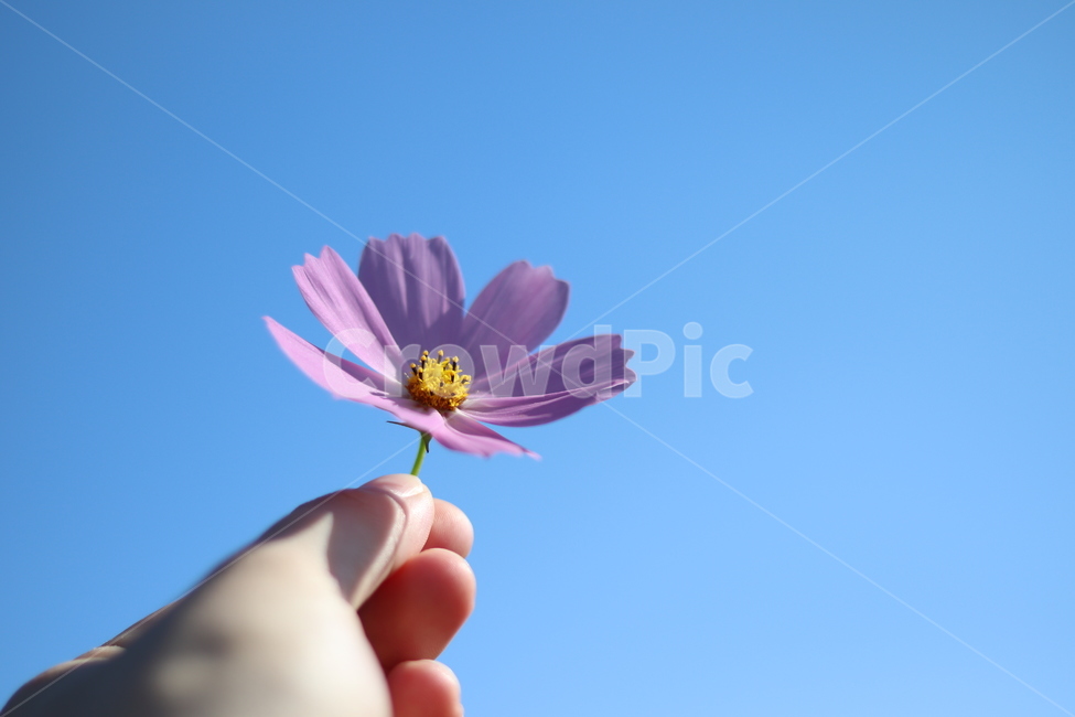 꽃,코스모스,가을,감성,대저,flower,cosmos,가을,계절,fall,autumn,season,식물,자연,plants,nature,꽃,flower