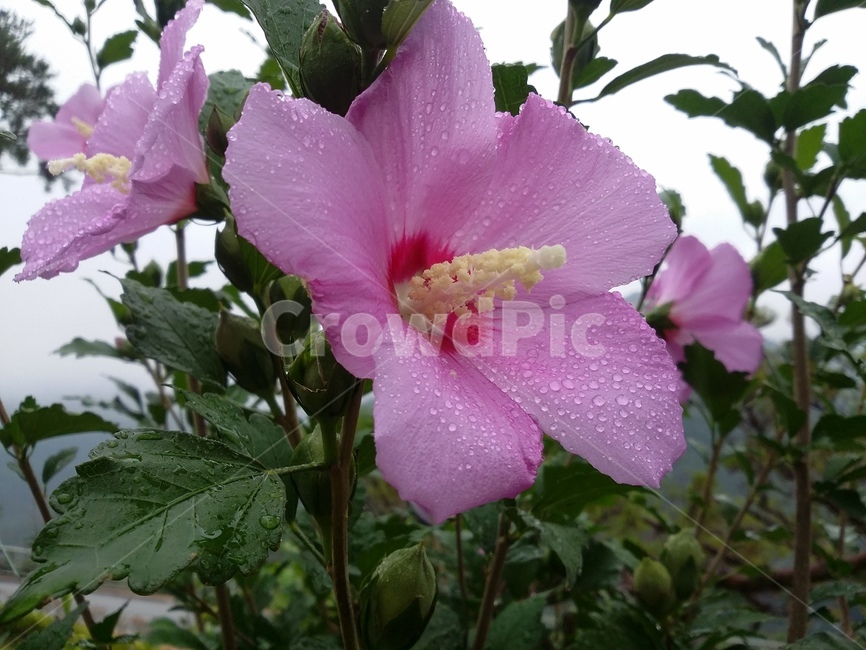 꽃,식물,flower,plant,무궁화,식물,자연,plants,nature,꽃,flower