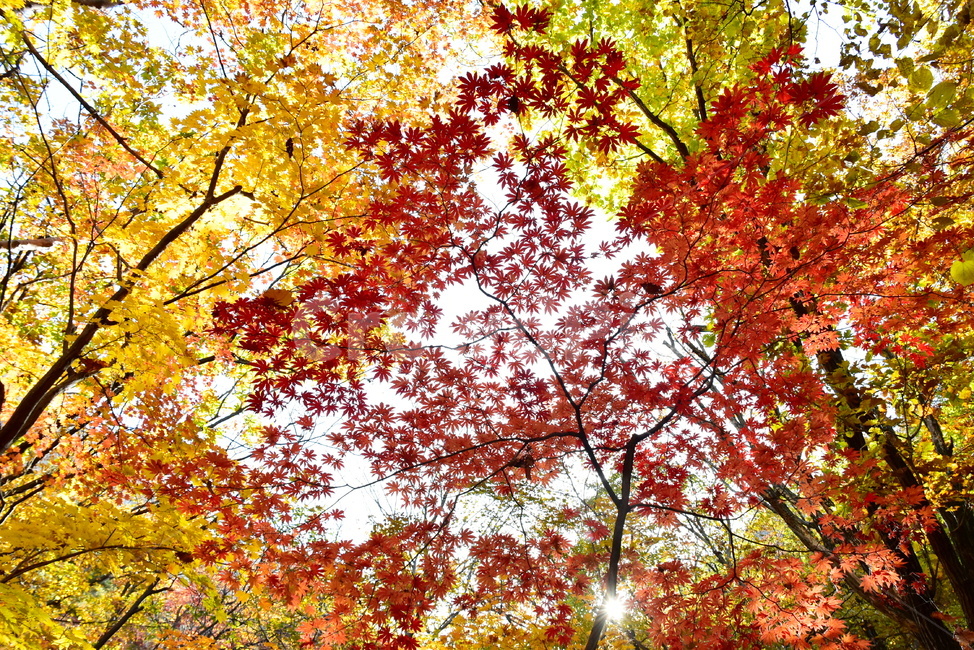가을,단풍,울긋불긋,계절,시즌,아름다운,풍경,가을색,가을,계절,fall,autumn,season,leaf,잎,plant,식물,tree,나무,maple
