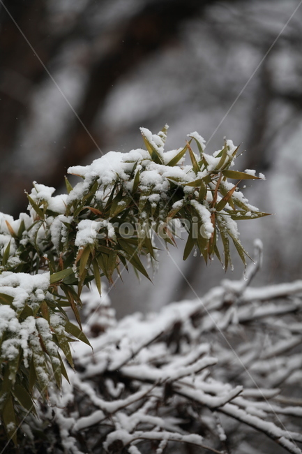 nature,자연,outdoors,옥외,ice,빙,snow,눈,식물,대나무,겨울,계절