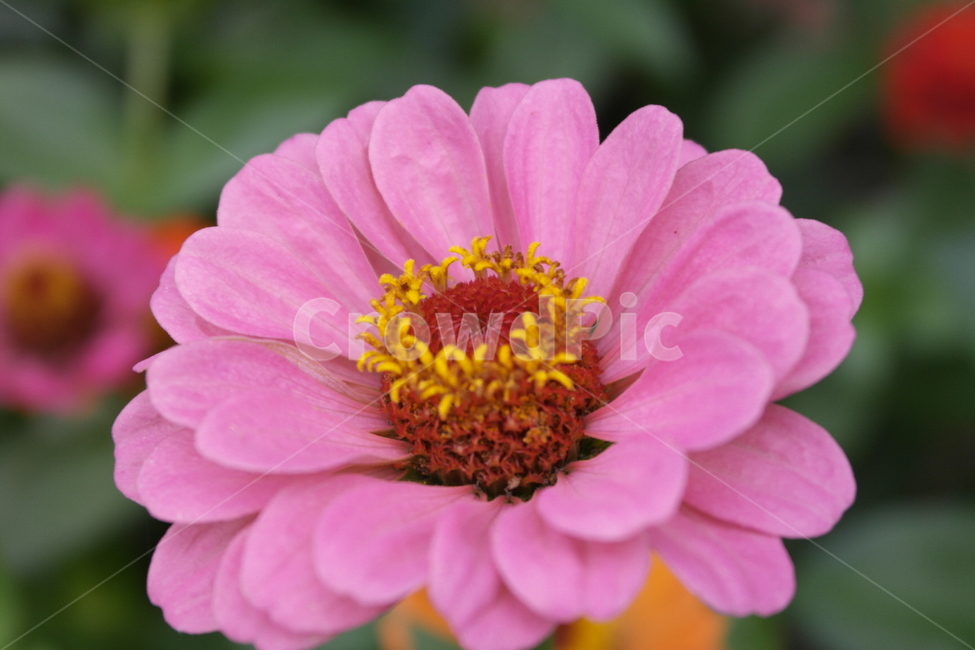 백일홍,초롱꽃목,국화과,한해살이풀,꽃,flower,식물도감,plant,beautiful,zinniaelegans,개량,식물,순수,pure,감성,꽃줄기,총포조각,7월,순결,핑크,퍼플,속씨식물,쌍떡잎,들꽃,illustrated plant book,꽃잎,내화피,암술,꽃밥,화관,갈래꽃,통꽃,수분,花冠,petal,內花被,외화피,꽃가루,충매화,돌려나기,방사대칭,양성화,화엽,꽃대,노란꽃,노란색,yellow,식물,자연,plants,nature,꽃,flower