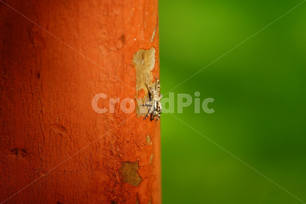 곤충,insect,animal,동물,invertebrate,무척추동물,거미,곤충,벌레,insect,bug