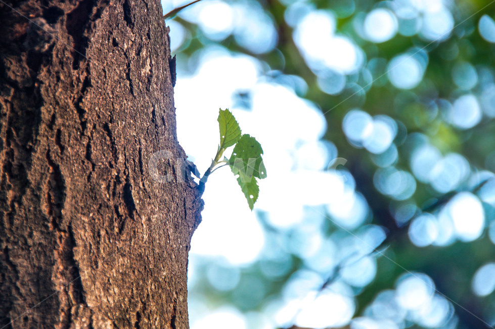 봄,녹색,그린,잎,새싹,나무즐기,생명,가지,식물,sprout,leaf,life,branch,나무,tree,숲,여름,푸른,자연,햇살,forest,summer,blue,sunny,nature,plants,새로운