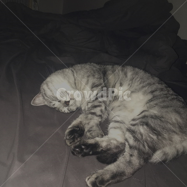 고양이,동물,애완동물,반려동물,귀여움,포유류,animal,mammal,kitty,kitten,반려묘,냐옹이,표정,휴식,힐링,냥이