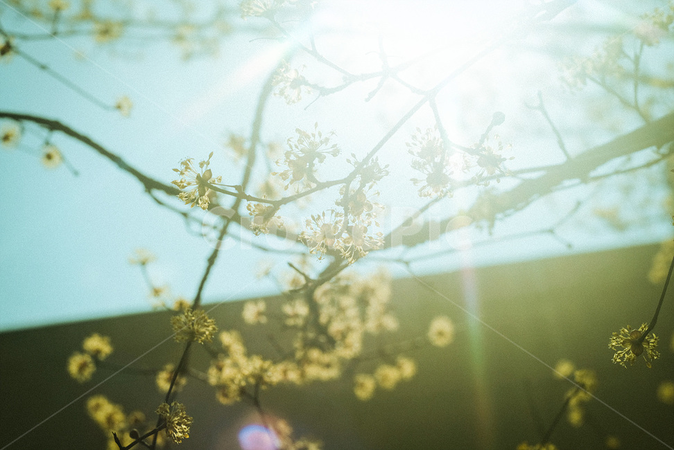 빛,light,플레어,flare,산수유,봄,식물,자연,plants,nature,꽃,flower