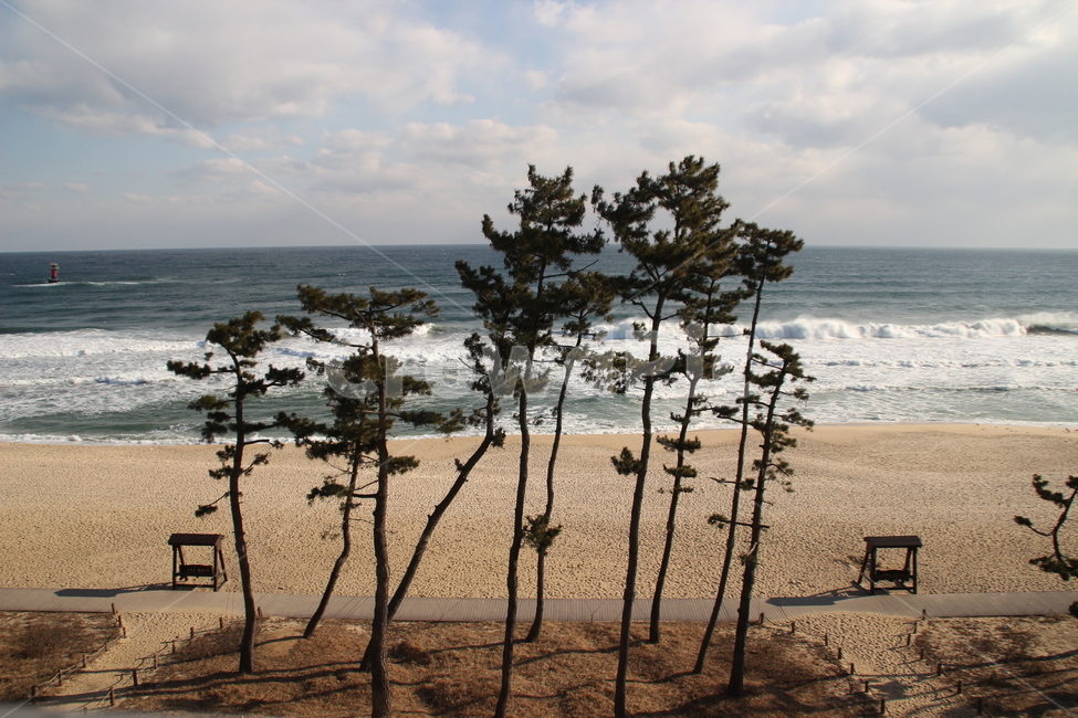 바다,경포해변,해변,파도,소나무와파도,강릉,백사장,해변,바다,beach,sea