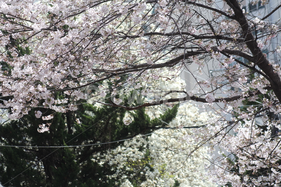 4월,봄,벚꽃,오후,나무,식물,자연,plants,nature,꽃,flower