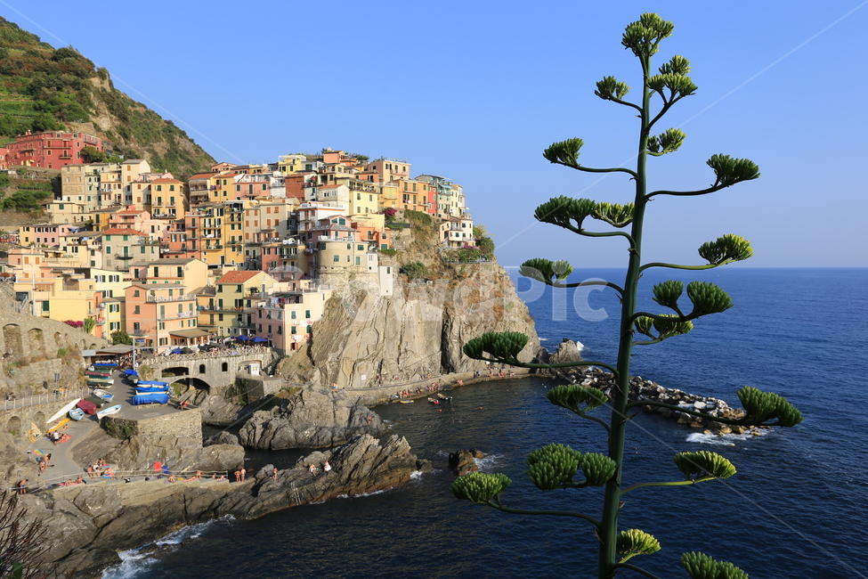 이태리,이탈리아,친퀘테레,마나롤라,italy,cinqueterre,유럽,마을,바다,언덕,나무