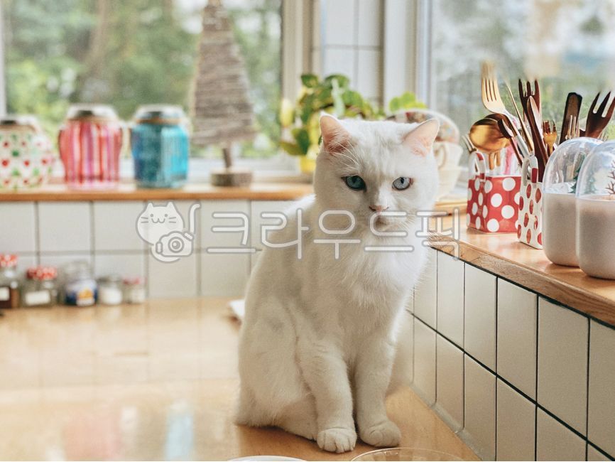 고양이,필름느낌,필름감성,냥이,냐옹이,동물,animal,포유류,mammal,고양이,cat,kitten,kitty