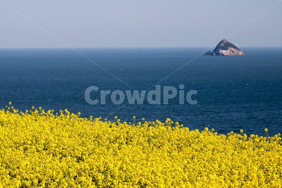 유채,유채꽃,바다,섬,봄,봄꽃,봄,계절,spring,season,자연,풍경,nature,landscape,outdoors,옥외,land,땅,field,들