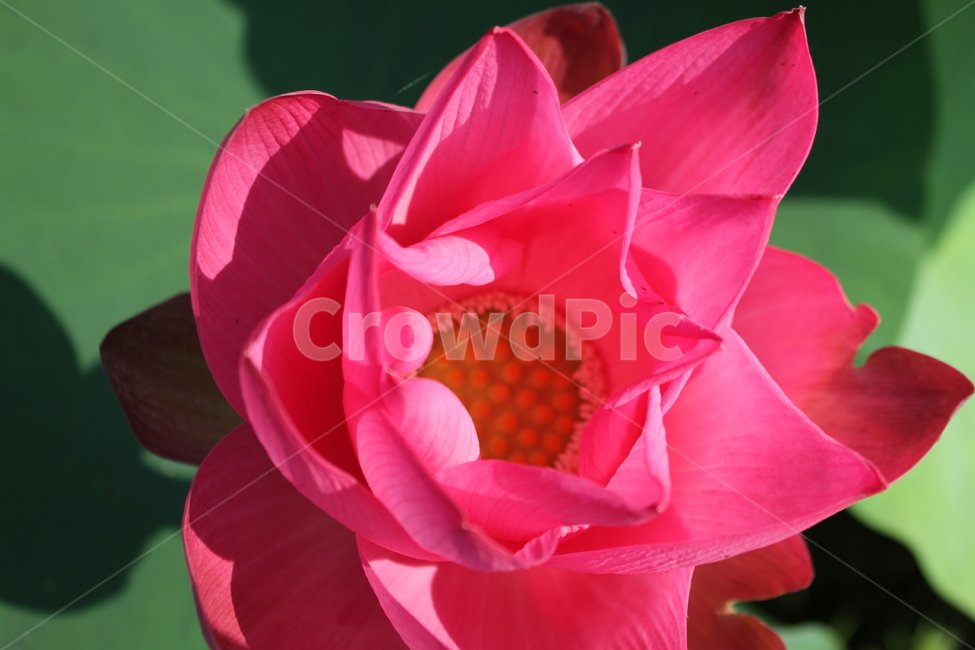 꽃,식물,연꽃,연,lotus,식물,자연,plants,nature,꽃,flower