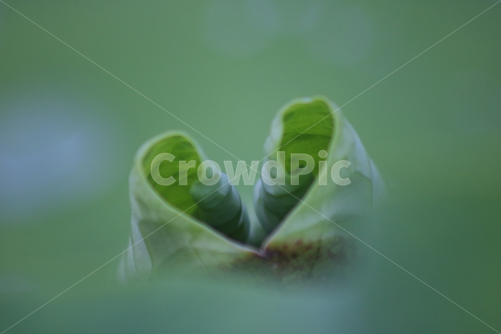 연잎,하트,식물,잎,초록배경,초록,줌,식물,자연,plants,nature