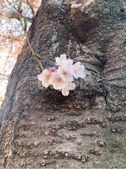 plant,식물,blossom,cherryblossom,spring,봄,nature,봄,계절,spring,season