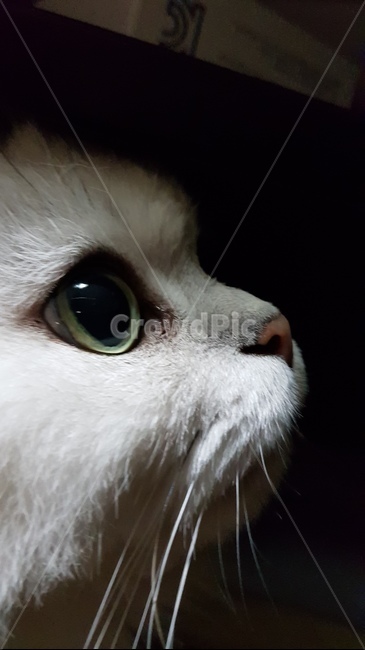 고양이,냥이,고양이집사,페르시안친칠라,반려묘,포유동물,persian,장모종고양이,whitecat,야행성포유동물,개냥이,kitty,헤어볼,캣그라스,감성사진