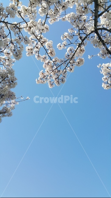 봄,벚꽃,분홍색,꽃,왕벚꽃,벚나무,하늘,봄,계절,spring,season,plant,식물,blossom,cherry blossom,flower