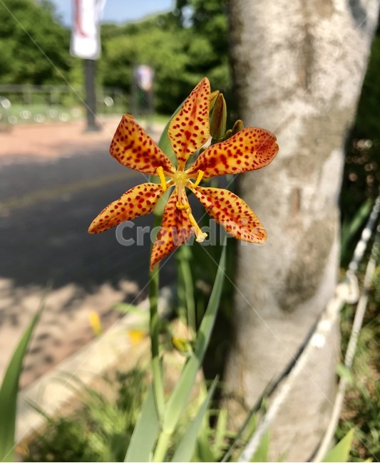 flower,플라워,식물,꽃,자연,식물,자연,plants,nature,꽃,flower