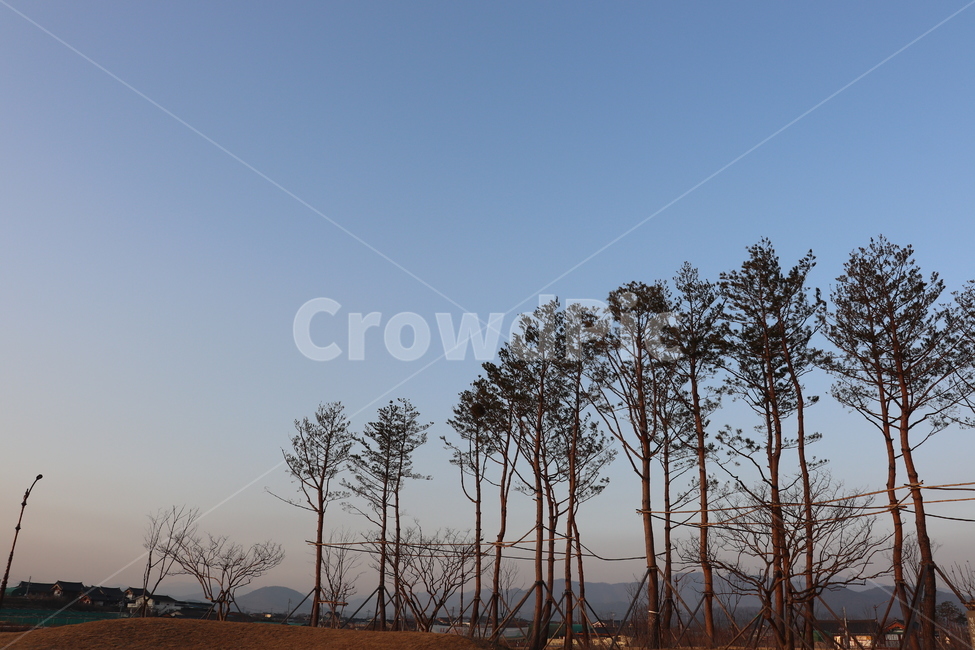 나무,하늘,푸른,새벽,감성,바탕화면,배경화면,경주,풍경,경치,자연,풍경,nature,landscape,tree,plant,식물,outdoors,옥외