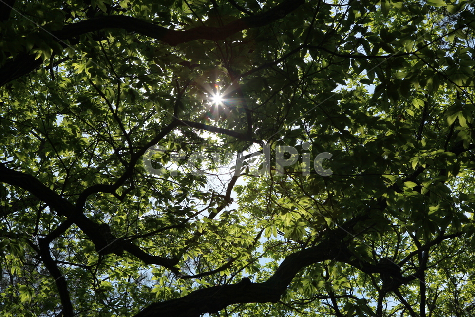 tree,나무,햇빛,빛,light,플레어,flare,sunshine