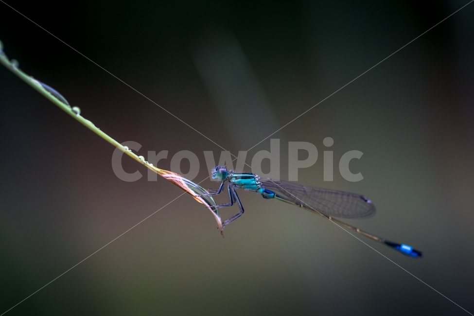 자연,풍경,곤충,잠자리,실잠자리,접사,nature,landscape,insect,dragonfly,damselfly,동물,animal,곤충,벌레,insect,bug,감성,sensible,feeling