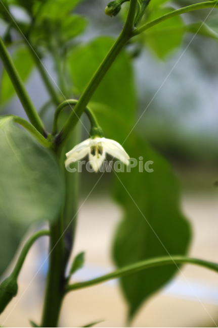 고추꽃,꽃,식물,flower,plant,식물,자연,plants,nature,꽃,flower