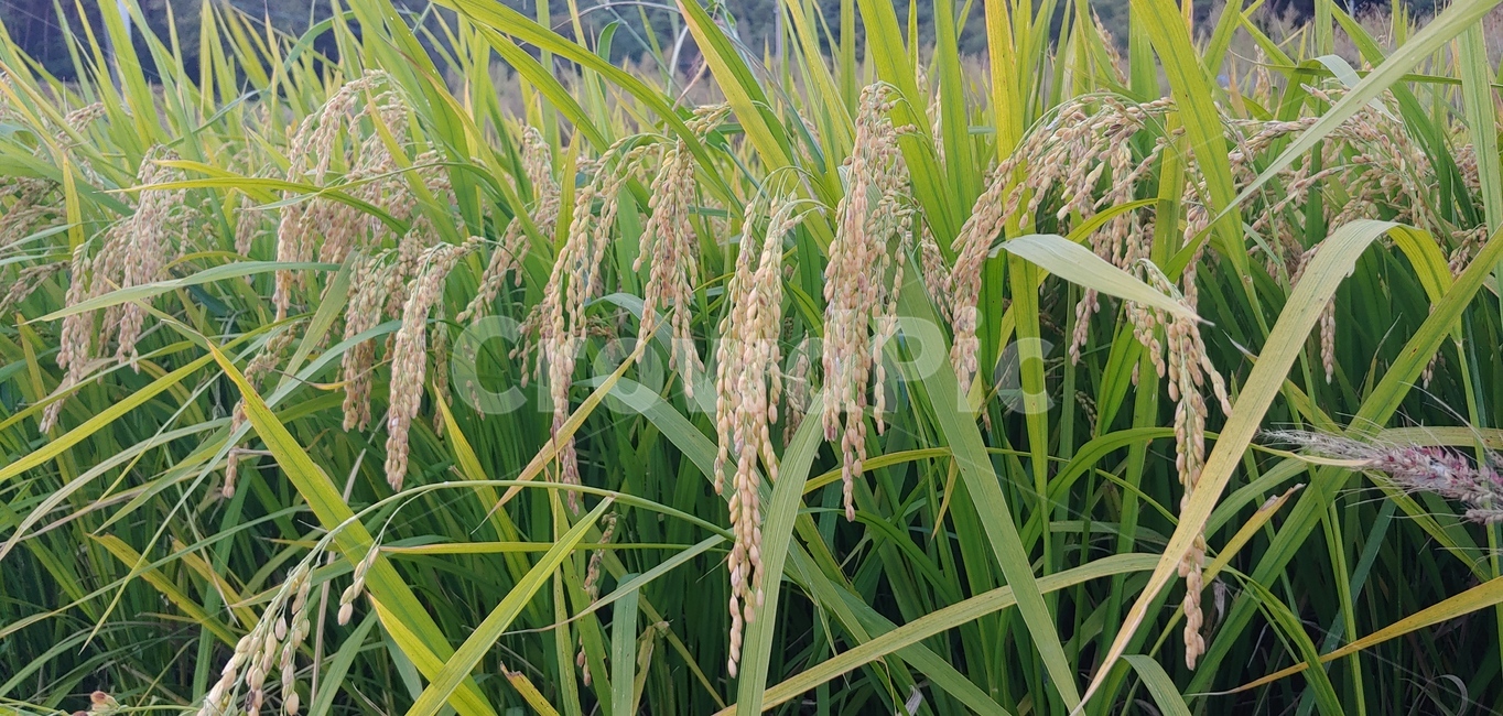 쌀,벼,추수,논벼,rice,곡류,곡식,cereals,산업,industry,industrial,농업,농사,agriculture,farming,farming industry