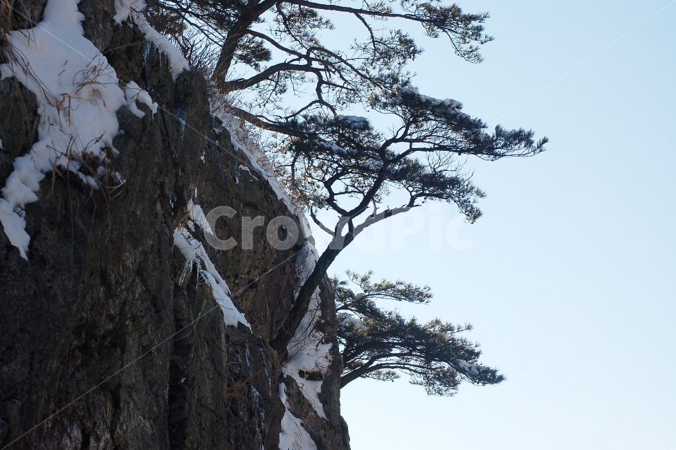 소나무,절벽,풍경,계룡산,눈,설경,겨울,계절,winter,season,식물,자연,plants,nature,나무,trees,wood
