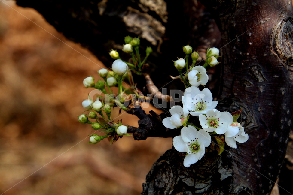 plant,식물,배꽃,꽃,봄