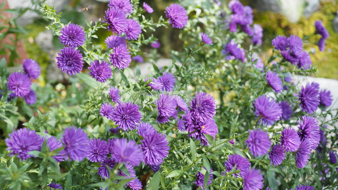 야생화,꽃,식물,wildflower,flower,plant,blossom,들꽃,식물,자연,plants,nature,꽃,flower