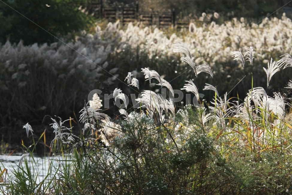 갈대,식물,가을,감성사진,호수,꽃,억새,가을,계절,fall,autumn,season,식물,자연,plants,nature,grass,잔디,plant,lawn,reed