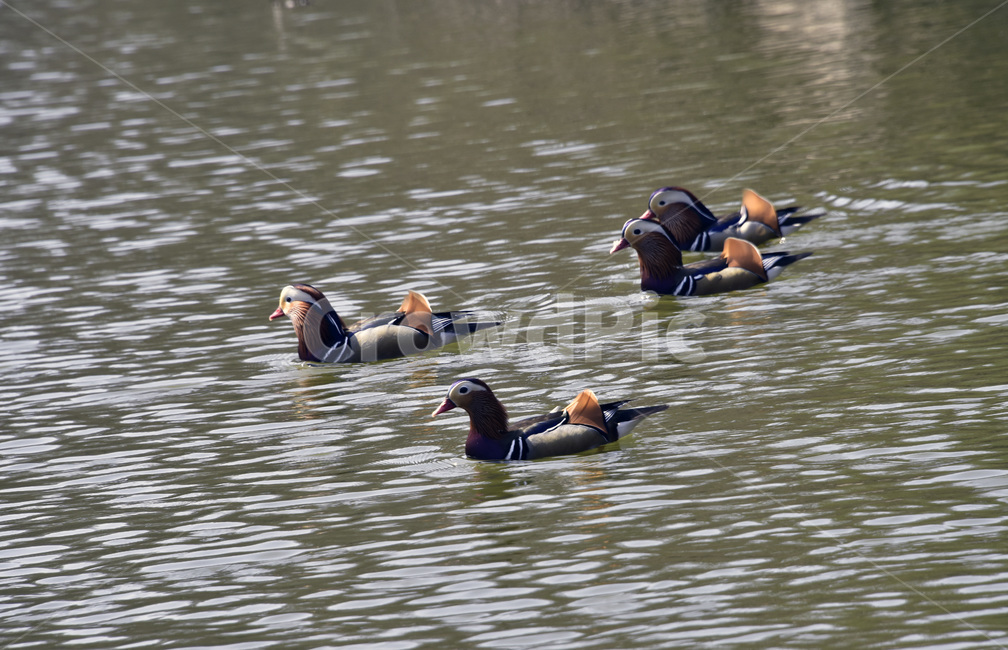 원앙,mandarinduck,조류,오리과,천연기념물,철새,텃새,동물,animal,조류,새,birds