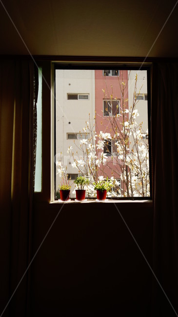 다육이,햇빛,목련,식물,창문,집,커튼,분위기,식물,자연,plants,nature,꽃,flower,실내용화초,화분,화초,house plant