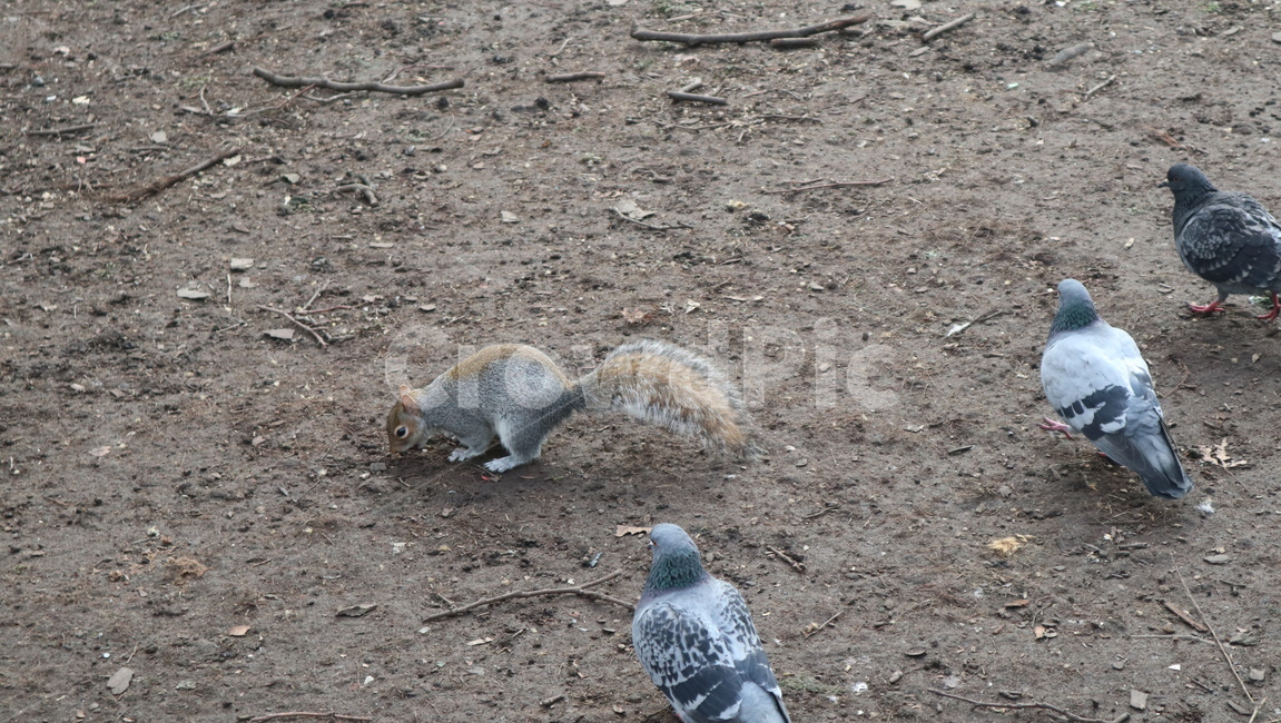 동물,새,bird,animal,다람쥐,squirrel